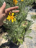Sarı Çalı Papatyası (Euryops pectinatus)