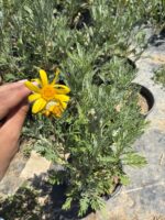 Sarı Çalı Papatyası (Euryops pectinatus) - Görsel 2