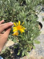 Sarı Çalı Papatyası (Euryops pectinatus) - Görsel 3