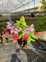 Kızılay Çiçeği (Kanayan Kalpler Sarmaşığı) (Clerodendrum thomsoniae) - Görsel 2