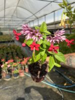 Kızılay Çiçeği (Kanayan Kalpler Sarmaşığı) (Clerodendrum thomsoniae) - Görsel 3
