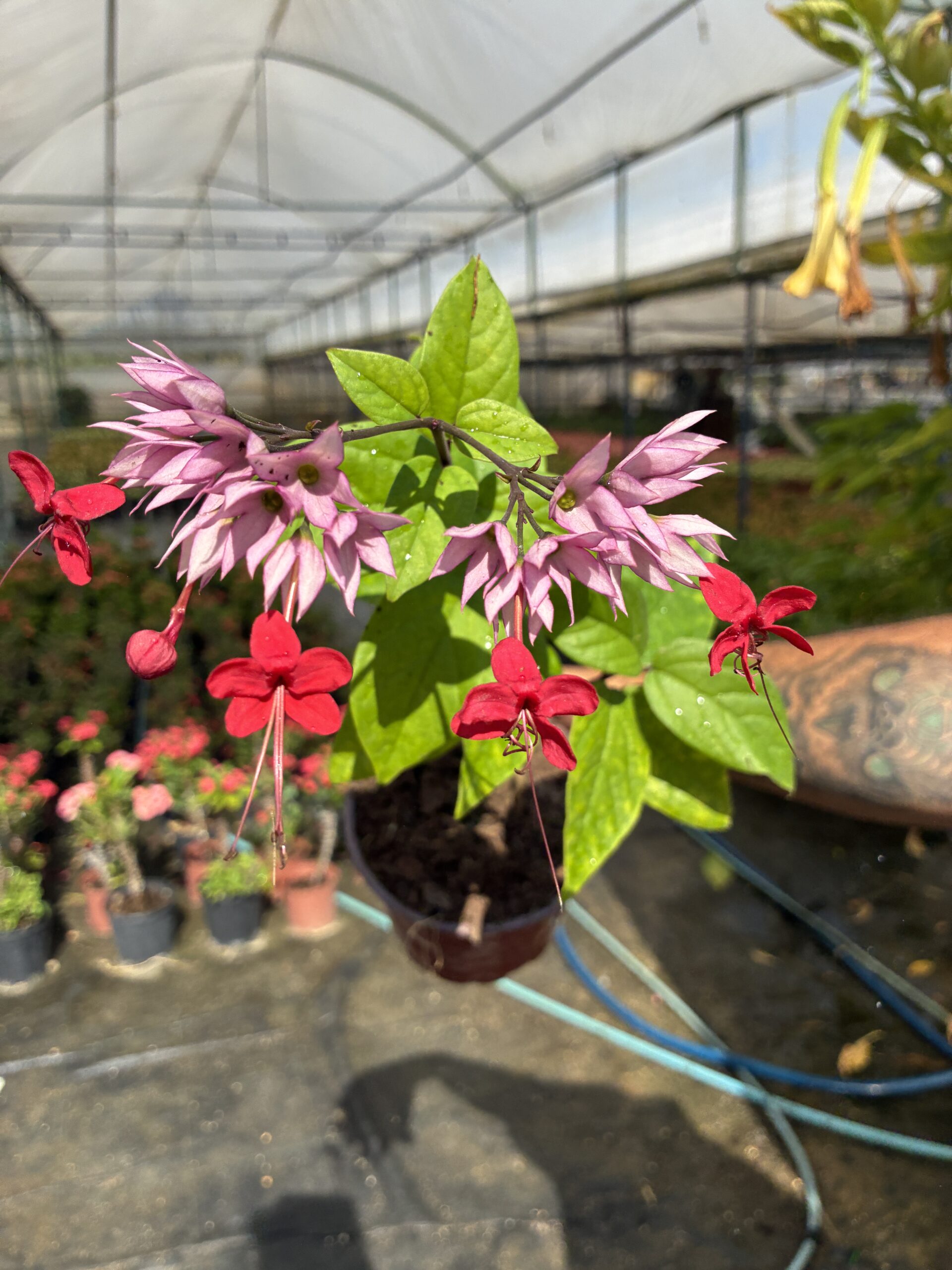 IMG_9058 Kızılay Çiçeği (Kanayan Kalpler Sarmaşığı) (Clerodendrum thomsoniae) - Görsel 1