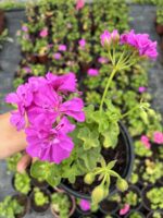 Şeker Pembe Sakız Sardunya (Pelargonium peltatum)