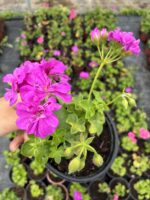 Şeker Pembe Sakız Sardunya (Pelargonium peltatum) - Görsel 2
