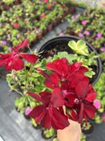 Yoğun Kırmızı Sakız Sardunya (Pelargonium peltatum) - Görsel 2