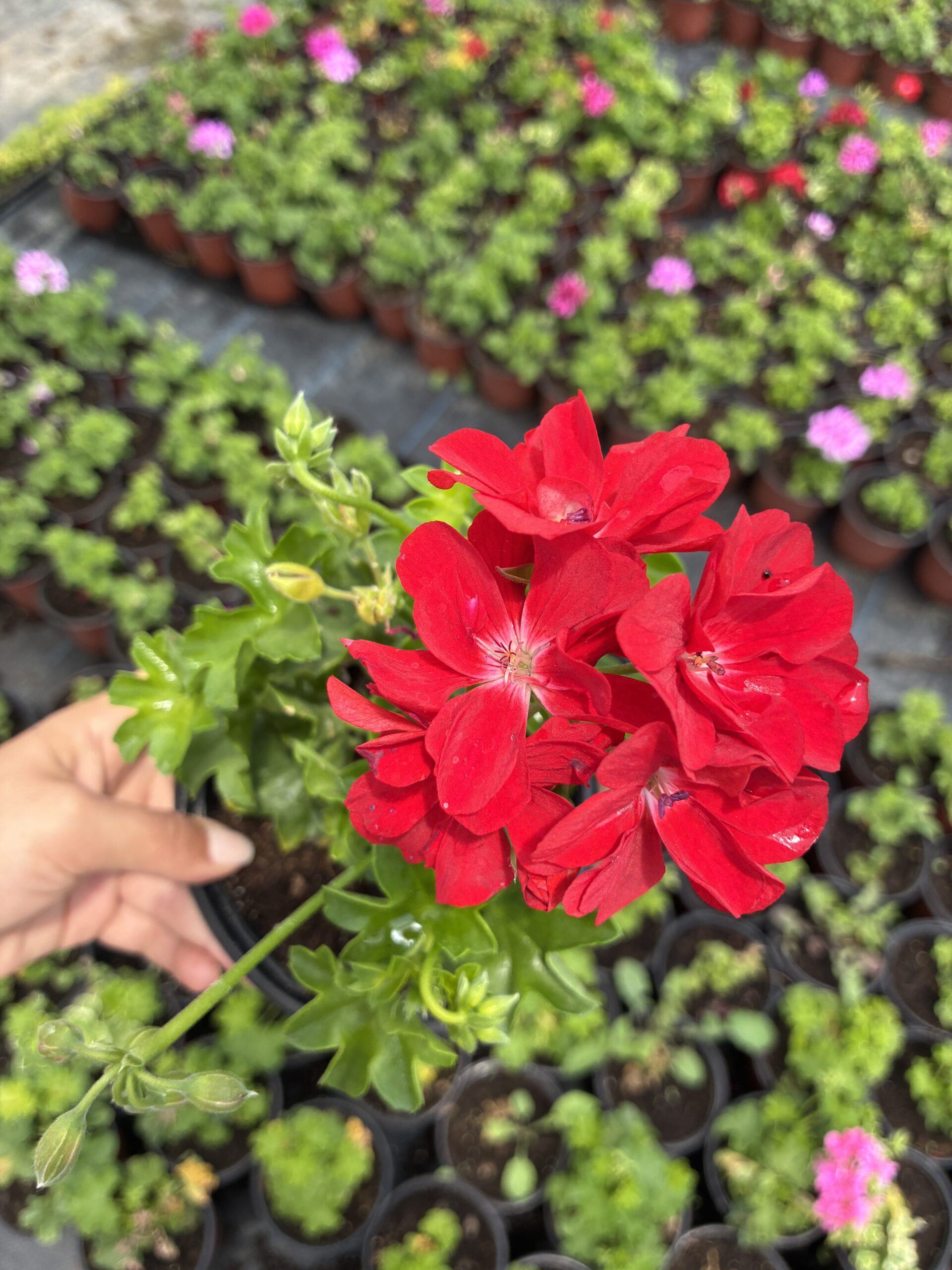 IMG_9481 Narçiçeği Kırmızı Sakız Sardunya (Pelargonium peltatum) - Görsel 1