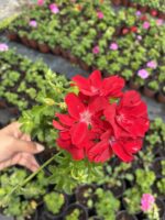Narçiçeği Kırmızı Sakız Sardunya (Pelargonium peltatum) - Görsel 2