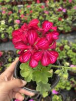 Beyazlı Kırmızı Sakız Sardunya (Pelargonium peltatum) - Görsel 2