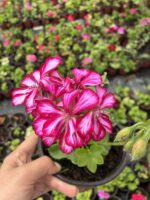 Beyazlı Kırmızı Sakız Sardunya (Pelargonium peltatum) - Görsel 3