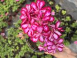 Beyazlı Kırmızı Sakız Sardunya (Pelargonium peltatum)