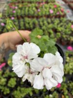 Pembeli Beyaz Sakız Sardunya (Pelargonium peltatum) - Görsel 2
