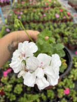 Pembeli Beyaz Sakız Sardunya (Pelargonium peltatum)