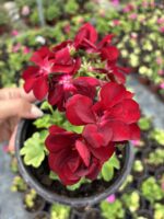 Yoğun Kırmızı Sakız Sardunya (Pelargonium peltatum)