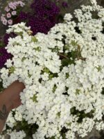 İnci Halesi Mine Çiçeği (Verbena × hybrida)