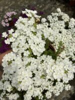 İnci Halesi Mine Çiçeği (Verbena × hybrida) - Görsel 2