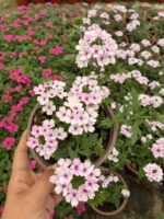 Melek Halesi Mine Çiçeği (Verbena × hybrida)