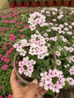 Melek Halesi Mine Çiçeği (Verbena × hybrida) - Görsel 2