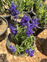 Mavi Adaçayı Fairy Queen (Salvia farinacea ‘Fairy Queen’)