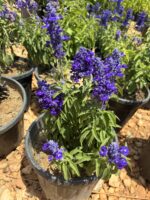Mavi Adaçayı Fairy Queen (Salvia farinacea ‘Fairy Queen’) - Görsel 2