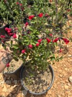 Bebek Adaçayı Royal Bumble (Salvia ‘Royal Bumble’)