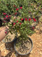 Bebek Adaçayı Royal Bumble (Salvia ‘Royal Bumble’) - Görsel 2