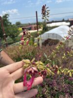 Süs Adaçayı (Salvia ‘Wendy’s Wish’)