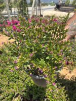Cennet Çiçeği Purple (Cuphea hyssopifolia ‘Purple’)