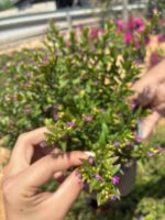Cennet Çiçeği Purple (Cuphea hyssopifolia ‘Purple’) - Görsel 2