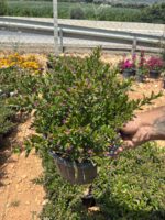 Cennet Çiçeği Purple (Cuphea hyssopifolia ‘Purple’) - Görsel 3
