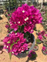 Fuşya Bodur Begonvil (Bougainvillea glabra)