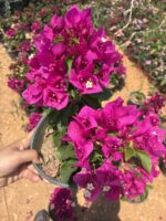 Fuşya Bodur Begonvil (Bougainvillea glabra) - Görsel 2