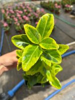 Gold Altuni Taflan OC (Euonymus japonicus ‘Aureomarginatus’) - Görsel 3