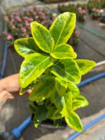 Gold Altuni Taflan OC (Euonymus japonicus ‘Aureomarginatus’) - Görsel 2