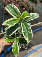 Bravo Taflan (Euonymus japonicus ‘Bravo’)