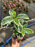 Bravo Taflan (Euonymus japonicus ‘Bravo’) - Görsel 2