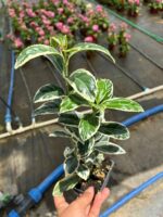 Bravo Taflan (Euonymus japonicus ‘Bravo’) - Görsel 3