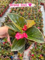 3'Lü Katsız Şeker Begonya Seti (Begonia semperflorens) - Görsel 2