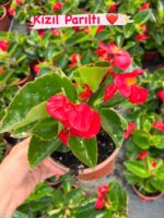 3'Lü Katsız Şeker Begonya Seti (Begonia semperflorens)