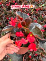 3'Lü Katsız Şeker Begonya Seti (Begonia semperflorens) - Görsel 3