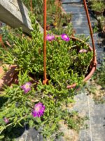 Askılı Saksıda Acem Halısı (Drosanthemum floribundum)
