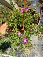 Askılı Saksıda Acem Halısı (Drosanthemum floribundum) - Görsel 2