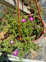 Askılı Saksıda Acem Halısı (Drosanthemum floribundum) - Görsel 3