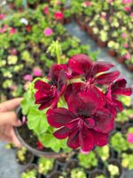 Karam Kırmızı Sakız Sardunya (Pelargonium peltatum) - Görsel 2