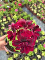 Karam Kırmızı Sakız Sardunya (Pelargonium peltatum)