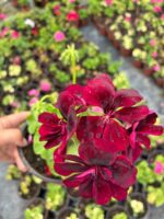 Karam Kırmızı Sakız Sardunya (Pelargonium peltatum) - Görsel 3