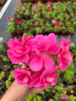 Fuşya Sakız Sardunya (Pelargonium peltatum)