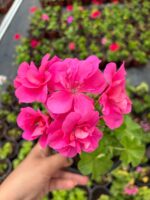 Fuşya Sakız Sardunya (Pelargonium peltatum) - Görsel 3