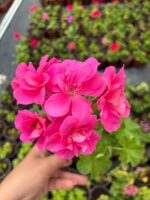 Fuşya Sakız Sardunya (Pelargonium peltatum) - Görsel 2