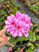 Çilekli Vanilya Sakız Sardunya (Pelargonium peltatum) - Görsel 2