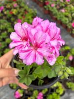 Çilekli Vanilya Sakız Sardunya (Pelargonium peltatum) - Görsel 3